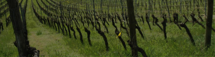 Vignes